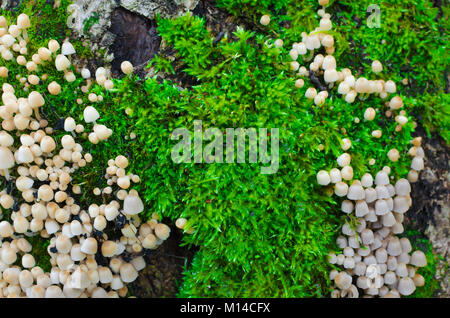 Un sacco di succose muschio verde con un colorato germogli e alcuni coprinellus disseminatus sui lati. Close-up shot macro Foto Stock