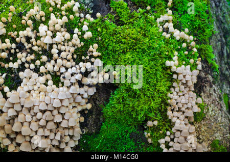 Un sacco di Coprinellus disseminatus su un vecchio ceppo, coperto con juicy freddo muschio verde con un colorato germogli. Close-up shot macro. Alcuni moncone sfocata Foto Stock