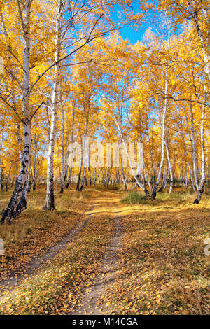 A country road in a dense autumn forest. Bright sunny day, gold of falling leaves, silence Foto Stock