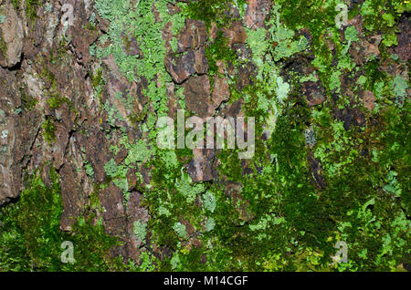 Un sacco di luce verde lichene e verde scuro moss su un marrone corteccia di un albero la texture. Close-up shot macro. Foto Stock