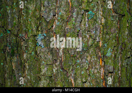 Un po' di licheni su un mossy corteccia di un albero la texture. Close-up shot macro. Foto Stock