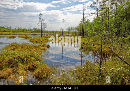Estate a mezzogiorno nella taiga Siberiana vicino alla palude impraticabile. Il suono delle zanzare e il profumo del rosmarino selvatico e muffa Foto Stock