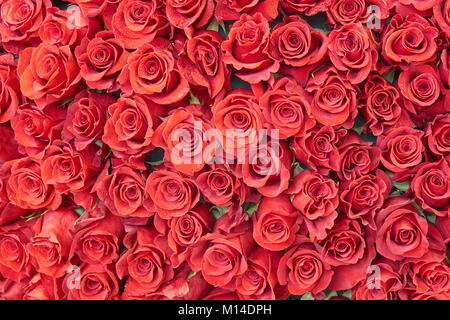 Molte rose rosse con gocce di acqua come splendido sfondo floreale Foto Stock