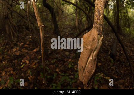 Un grande raganella (Hypsiboas boans) dalla giungla amazzonica, rimane nascosta durante il giorno. Nascosto nel vicino alla vite è posatoi sulla. Foto Stock
