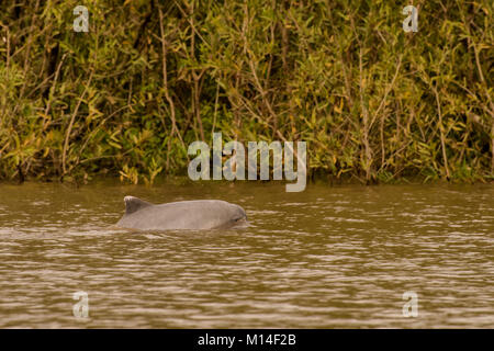 Una rara amazon delfini di fiume superfici per un po' di aria. Foto Stock