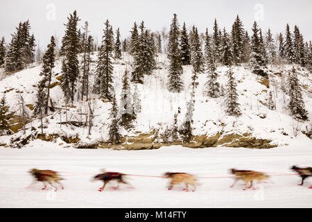 In-fotocamera motion blur di musher Anna Berington cani di competere nel xliii sentiero Iditarod Sled Dog Race sul fiume Chena dopo aver lasciato il riavvio. Foto Stock