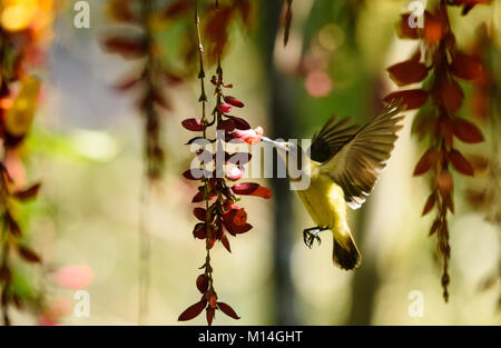 Spider hunter bird hovering e raccogliendo miele di fiori. Foto Stock