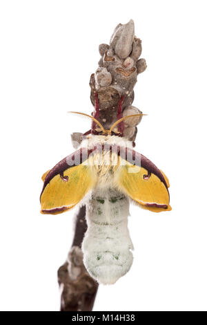 Appena eclosed (tratteggio) femmina Luna moth è il giallo e il verde come le loro ali espandere e rafforzare. Foto Stock