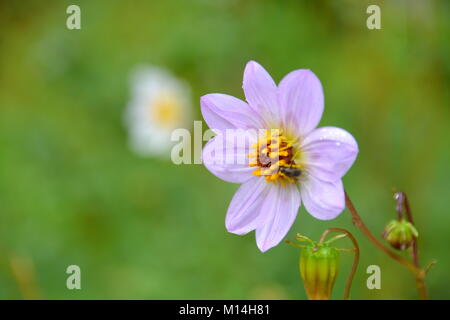 Unica fiore di dahlia lilla pallido che sboccia su uno sfondo di giardino verde sfocato dolcemente Foto Stock