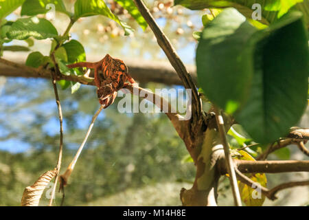 Chameleon sul ramo di albero di fronte alla fotocamera cattura locust con la sua linguetta Foto Stock