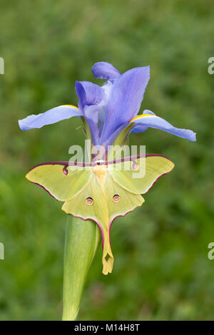 Maschio di Luna Moth poggiante su blooming iris blu. Adulto Luna falene non sono in grado di alimentare o bere ma può essere trovato su qualsiasi vegetazione naturale. Foto Stock