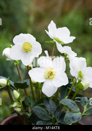 Helleborus niger 'Christmas Carol' Fiori. Foto Stock