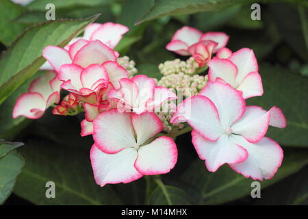 Hydrangea macrophylla lacecap hydrangea 'amore Ti bacio' in fiore nel giardino di una frontiera, UK. PBR Foto Stock