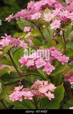 Hydrangea macrophylla (Big leaf hydrangea)'Shamrock' in fiore in un giardino inglese di frontiera, Derbyshire, England, Regno Unito Foto Stock