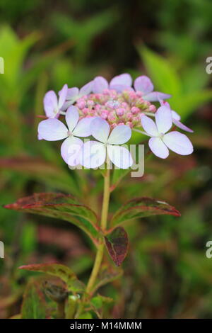 Hydrangea serrata "tiara", un laccio cappuccio, ortensie in fiore nel giardino un confine in agosto, UK. Modulo Gas Anestetici Foto Stock