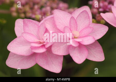 Hydrangea macrophylla (Big leaf hydrangea)'Shamrock' in fiore in un giardino inglese di frontiera, Derbyshire, England, Regno Unito Foto Stock