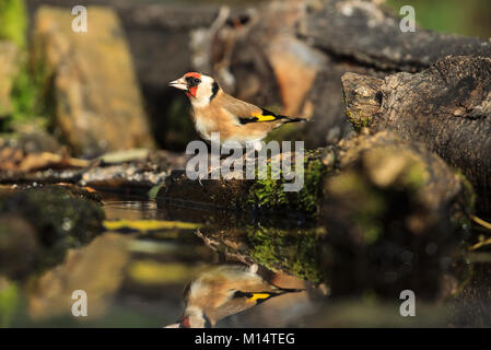 Un Europeo Cardellino Foto Stock