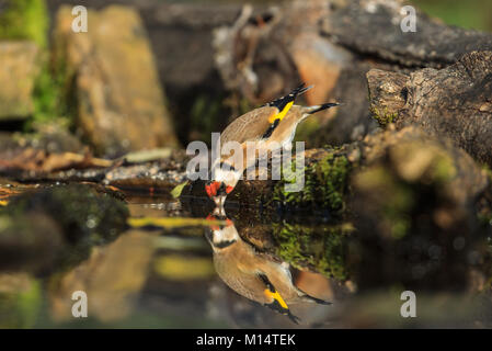 Un Europeo Cardellino Foto Stock