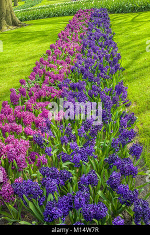 Giacinti meraviglioso in viola e rosa Foto Stock