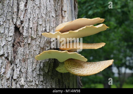 Dryad la sella, chiamato anche fagiano torna fungo Polyporus squamosus Foto Stock