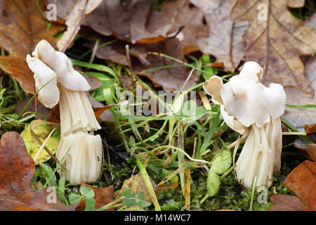 Bianco sella foliatile, Helvella crispa Foto Stock