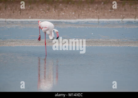 Fenicottero maggiore (Phoenicopterus roseus) in piedi su una gamba sola, delta del fiume Ebro, Tarragona Catalogna Foto Stock