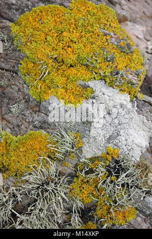 Licheni costiere Anglesey, Regno Unito Foto Stock