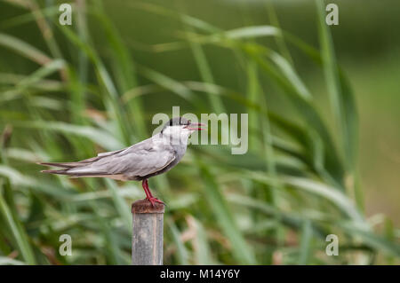 Tern comune (Sterna hirundo) in posa di un post. Il delta del fiume Ebro, Tarragona Catalogna Foto Stock