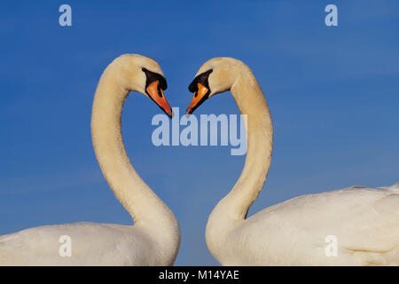 I Paesi Bassi. 'S-Graveland. Cigni (Cygnus olor). Il comportamento di corteggiamento. Foto Stock