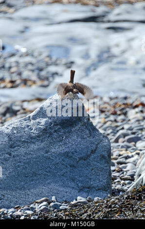 Song Sparrow (Melospiza melodia) scendere su un masso, goletta Testa, Parco Nazionale di Acadia, Maine. Foto Stock