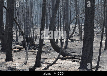 La guida attraverso i postumi della Gustafson Lago di fuoco appena ad ovest di 100 Mile House, BC, Canada. Preso il Agosto 11, 2017 a circa il 3:00 PM. Foto Stock