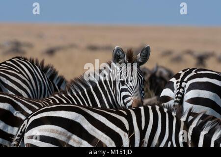 Grant's zebra (Equus burchellii boehmi), il Masai Mara riserva nazionale, Kenya Foto Stock