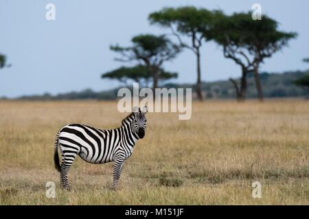 Grant's zebra (Equus burchellii boehmi), il Masai Mara riserva nazionale, Kenya Foto Stock