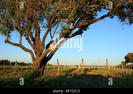 Francia, Bouches du Rhone, il parco naturale regionale delle Alpilles, Saint Remy de Provence, mandorli e viti Foto Stock