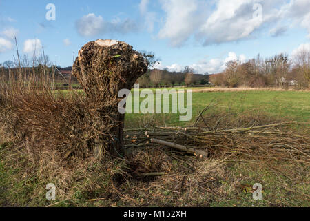 Annodato willow tagliati di recente con paesaggio olandese in background, il Limburgo, Paesi Bassi. Foto Stock