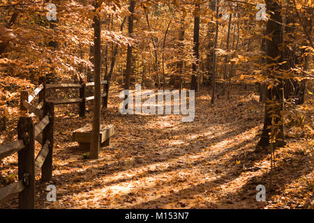 Percorso con i colori dell'autunno in Cape Fear Giardino Botanico Foto Stock