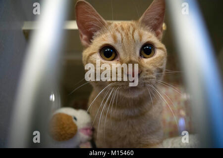 Un gattino rimane in attesa di adozione presso il locale rifugio per gli animali. Foto Stock