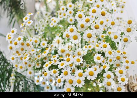 Mazzo di fiori di camomilla in un negozio di fiori Foto Stock