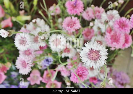 Mazzetto di poco bianco e fiori di colore rosa Foto Stock