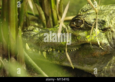 Caimano nel parco animali Foto Stock