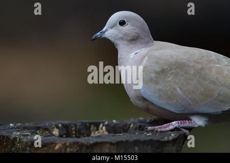 Colomba a collare. Streptopelia decaocto Foto Stock