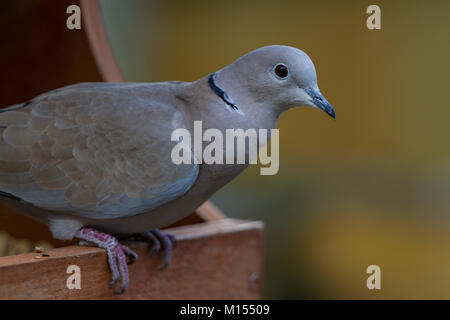 Colomba a collare. Streptopelia decaocto Foto Stock