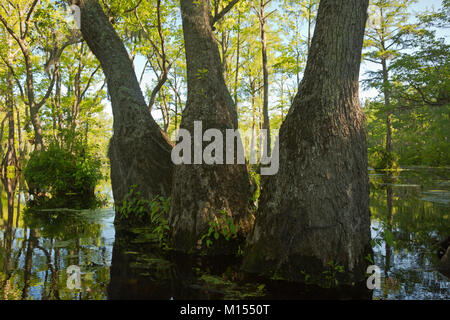 NC01491-00...North Carolina - grandi basi di cipresso calvo e tupelo gun alberi di fornire stabilità per gli alberi che crescono in una palude, mercanti Gora. Foto Stock