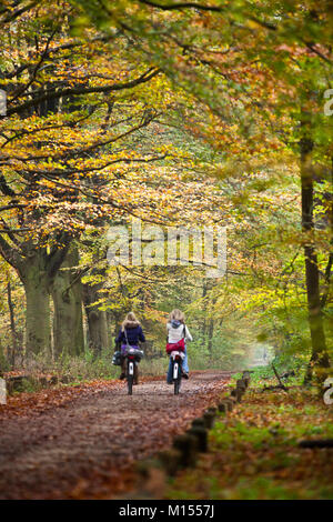 I Paesi Bassi, 's-Graveland, bambini, ragazze, escursioni in bicicletta sulla foresta di faggio road. L'autunno. Tenuta rurale chiamato Spanderswoud. Foto Stock