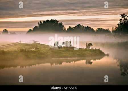 I Paesi Bassi, Tienhoven, mucche nella nebbia di mattina in polder. Foto Stock