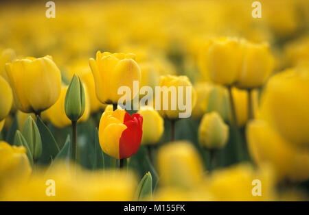 I Paesi Bassi. Lisse. Campo di tulipani. Rosso e giallo tulip. Mezzo rosso, mezza gialla. Foto Stock