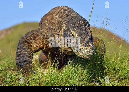 Ritratto del drago di Komodo (Varanus komodoensis ) è la più grande lucertola vivente nel mondo. Su isola di Rinca. Indonesia. Foto Stock