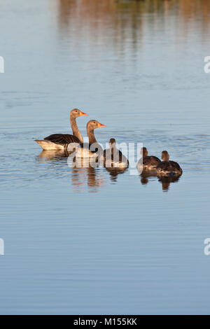 I Paesi Bassi, Sluis, Parco Nazionale chiamato Zouweboezem. Graylag goose (Anser anser). Maschio, femmina e giovane. Foto Stock