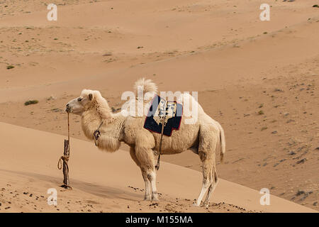 Il cammello, badain jaran III, Cina Foto Stock