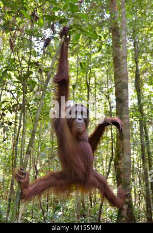 Bornean orangutan (Pongo pygmaeus) sulla struttura ad albero nella natura selvaggia. Central Bornean orangutan ( Pongo pygmaeus wurmbii ) sull'albero nel habita naturale Foto Stock